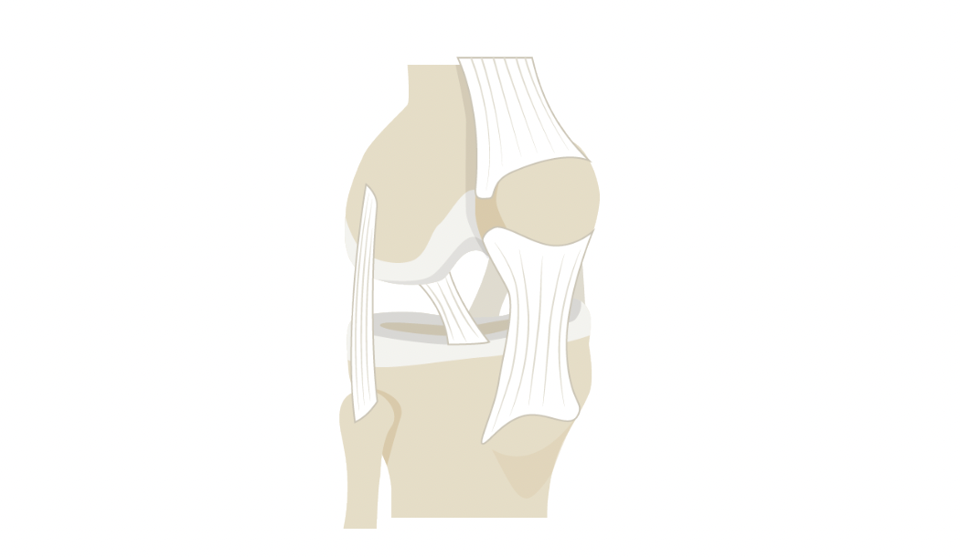 ligaments